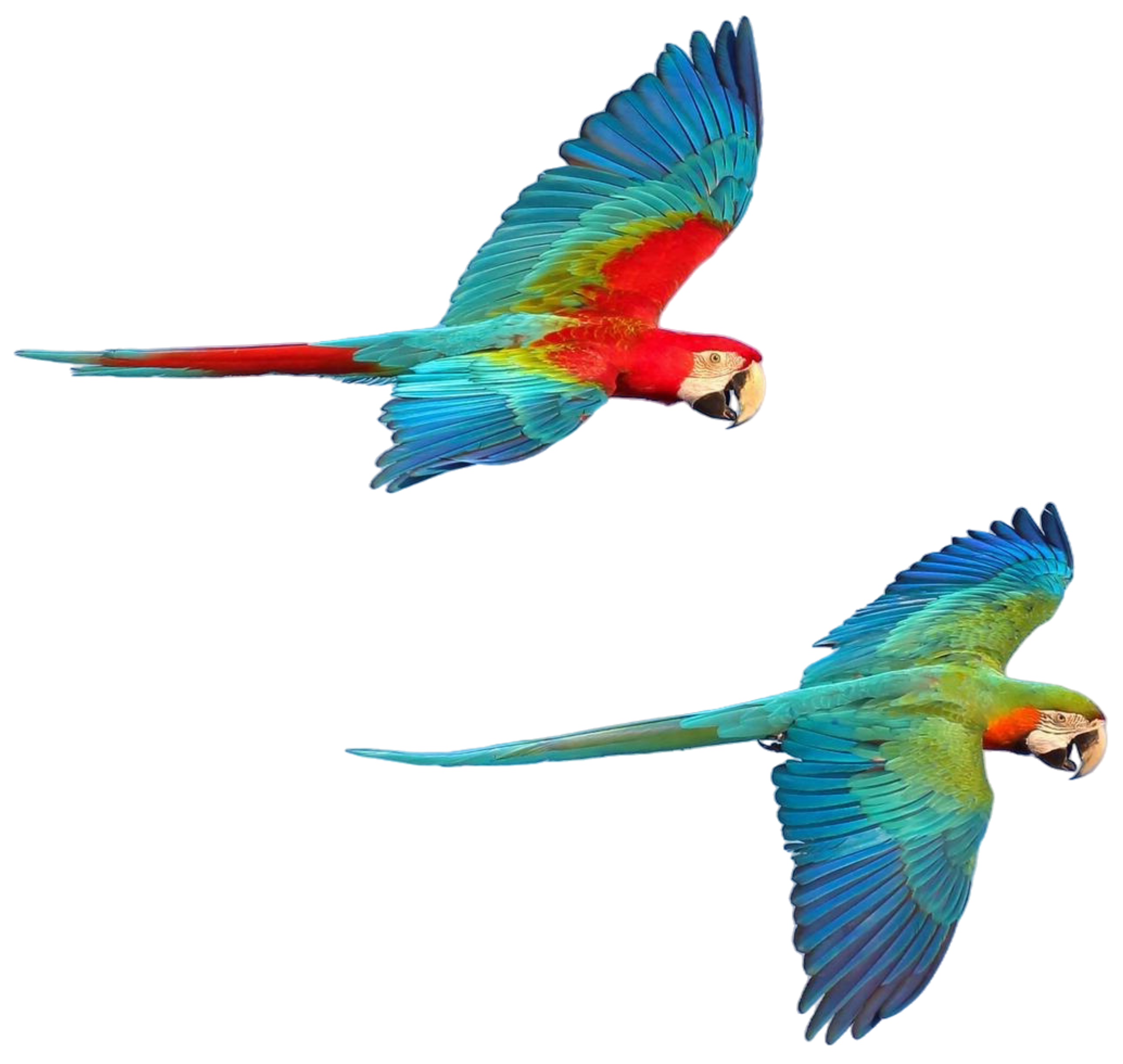 colorful-macaw-parrots-flying-sky-free-flying-bird_EDIT