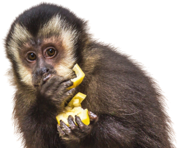 cute-young-capuchin-monkey-eating-yellow-fruit-looking-side_EDIT_small