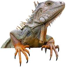 iguana_edit_small