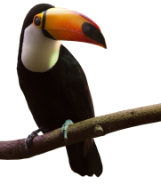 toco-toucan-ramphastos-toco_small